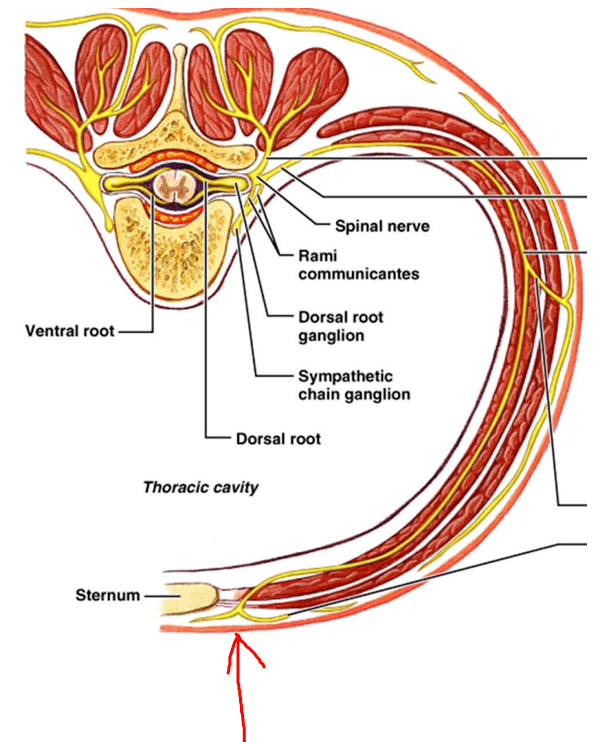 侧锥筋膜解剖位置图片