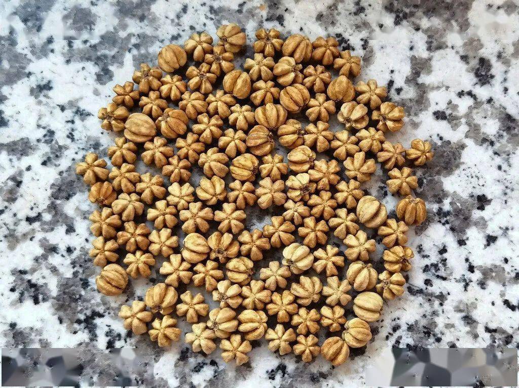 收获 欢喜_山楂_七叶树_灵芝