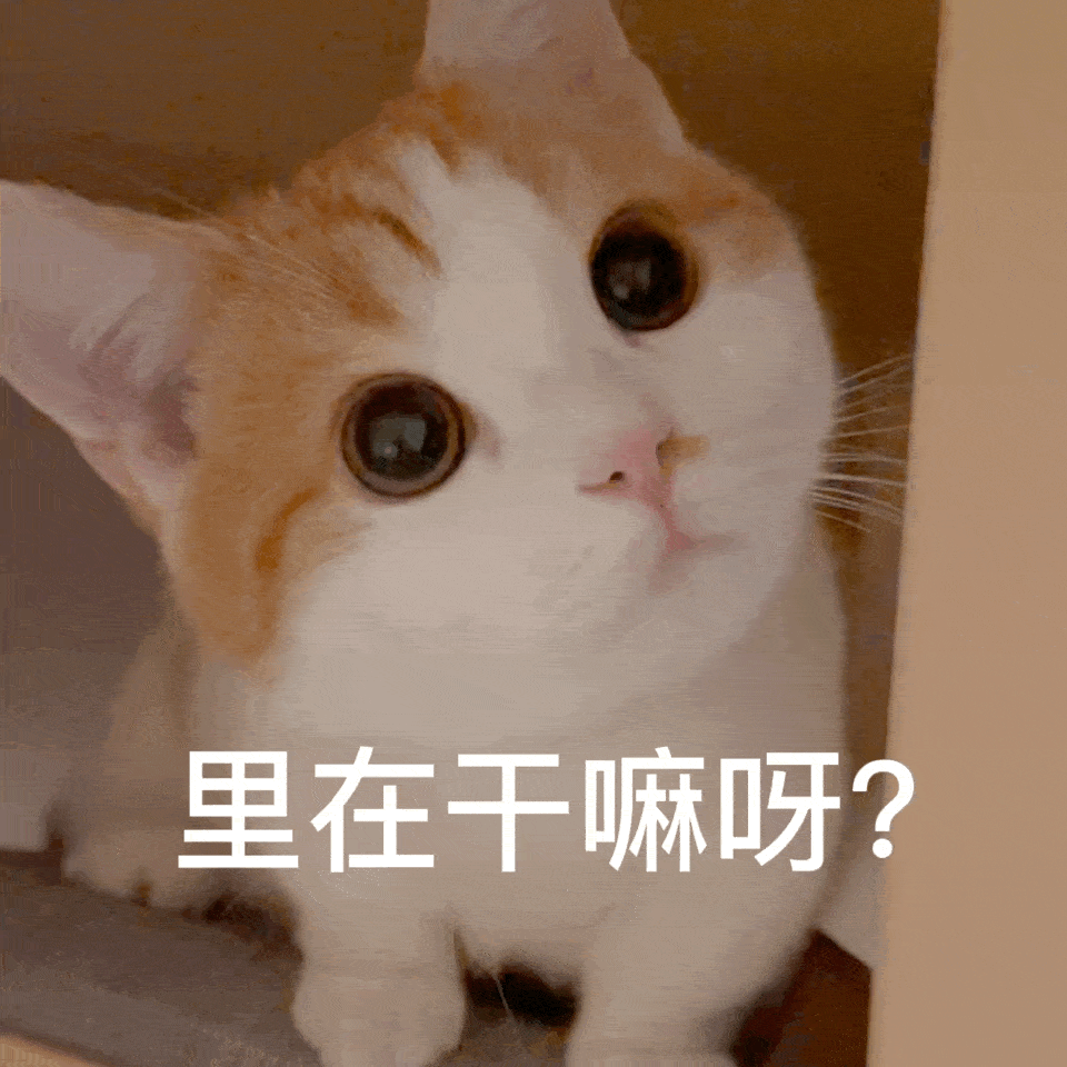 小猫咪很担心你表情包图片