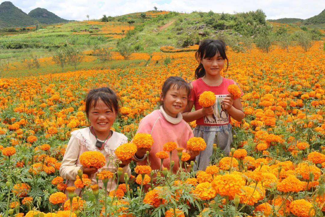 每年7月中旬开始,地处砚山县西南部的阿舍彝族乡近2.