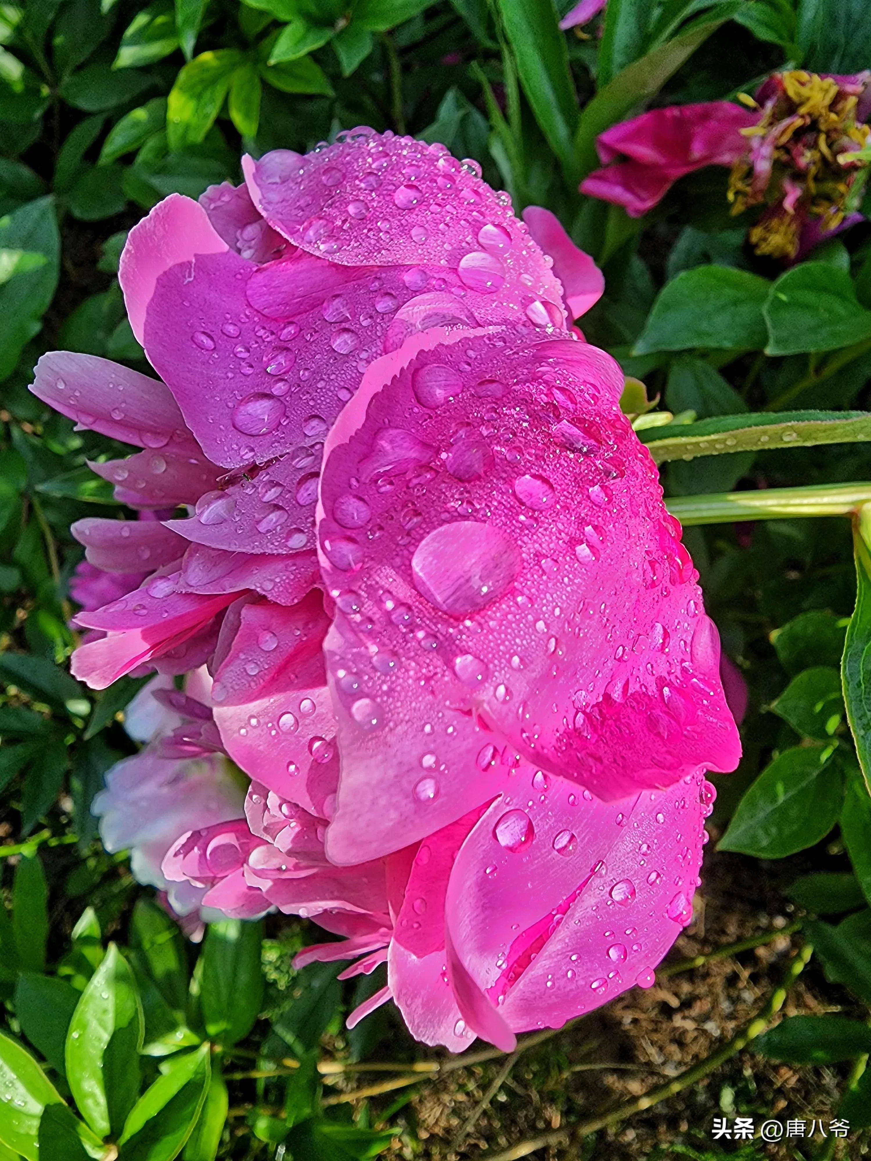 秋雨后的露珠