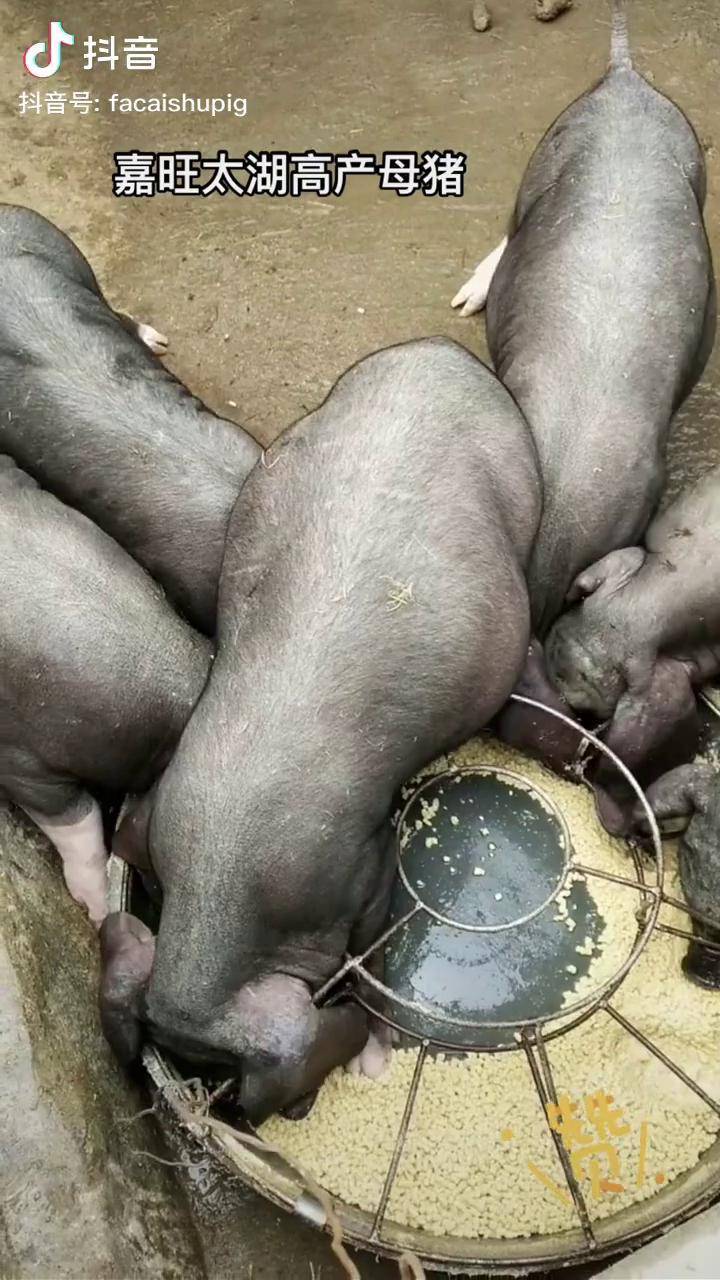 纯种太湖母猪 养猪人加油干 养猪人 养猪人不容易 二花脸母猪 适合