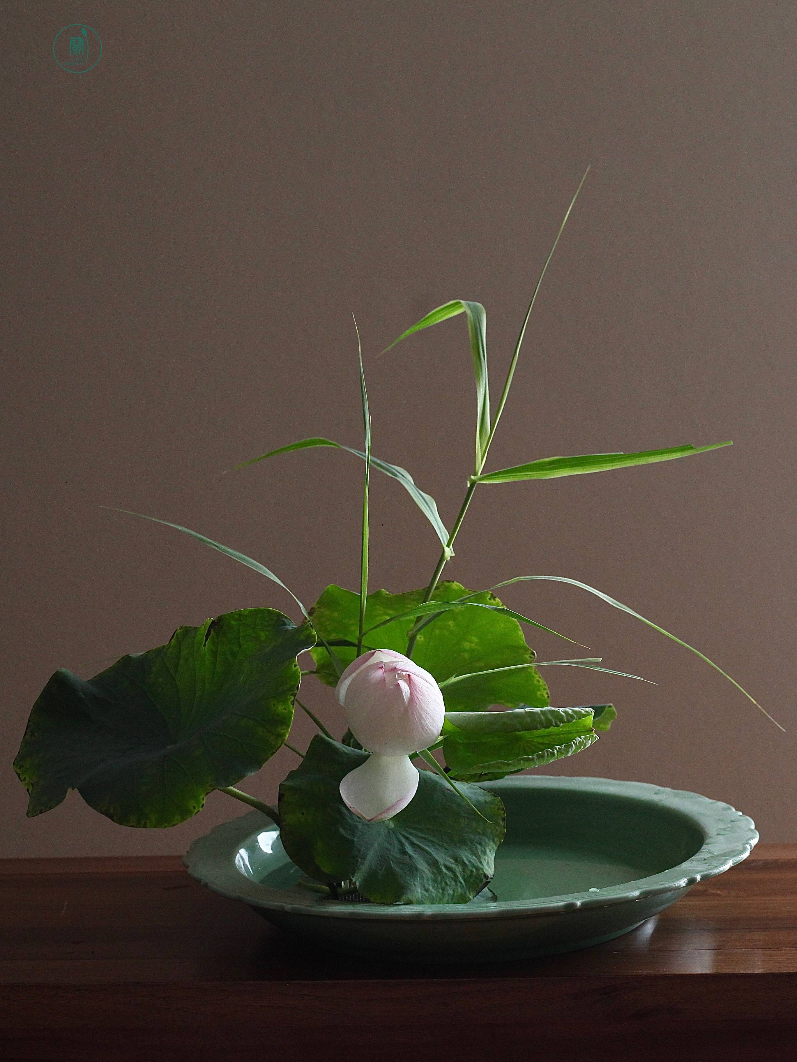 西安插花培训|蘭印象小原流花道教室#花道课