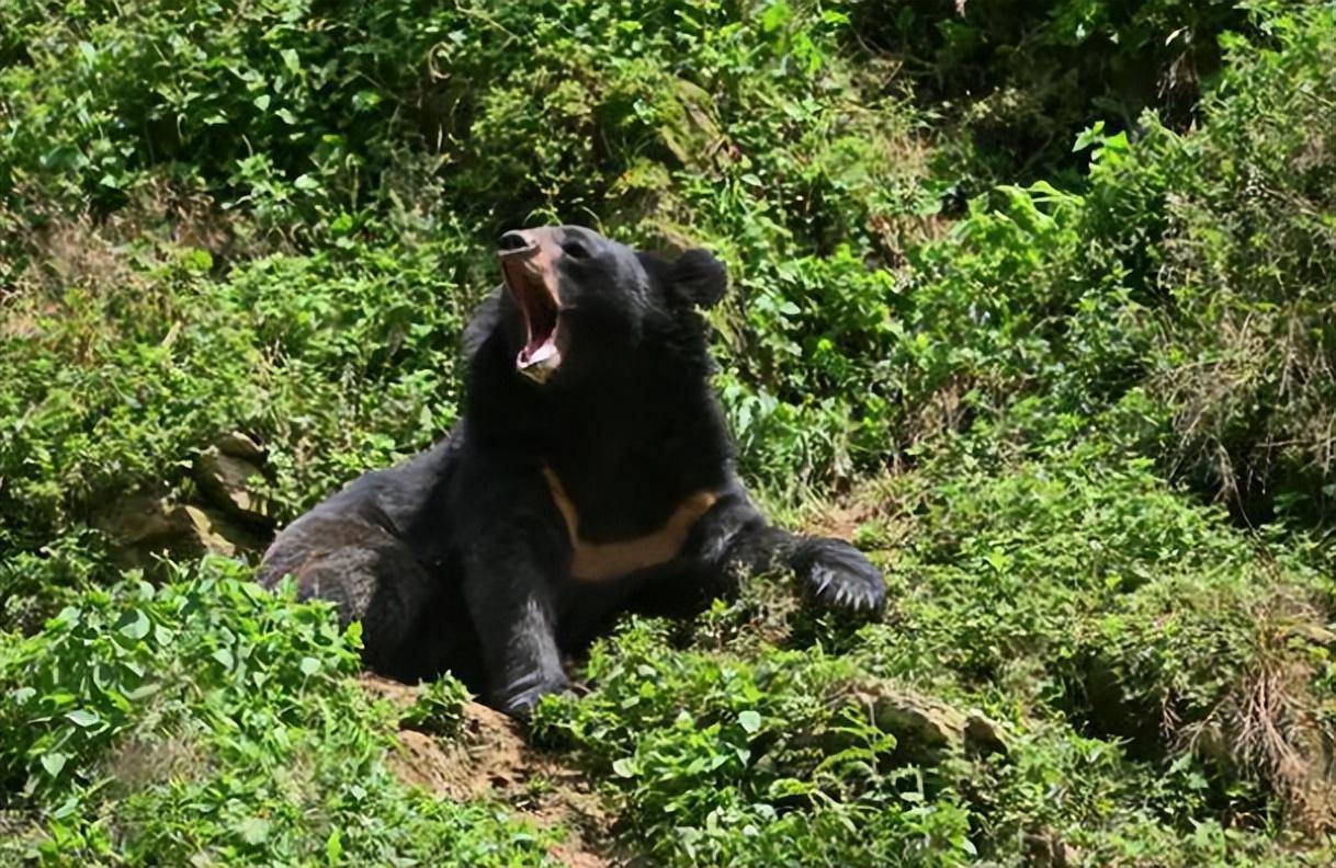 广西元宝山有黑熊出没，杀死200斤野猪，野人传闻被推翻？