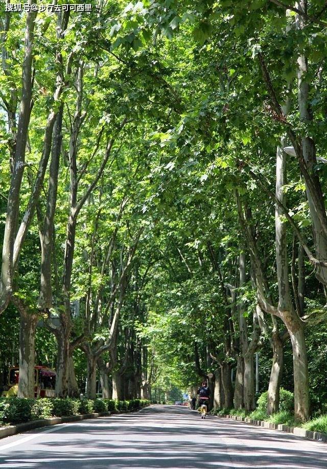 得以让南京的梧桐树有了一个浪漫的名字:"法国梧桐",并广泛传播,一直