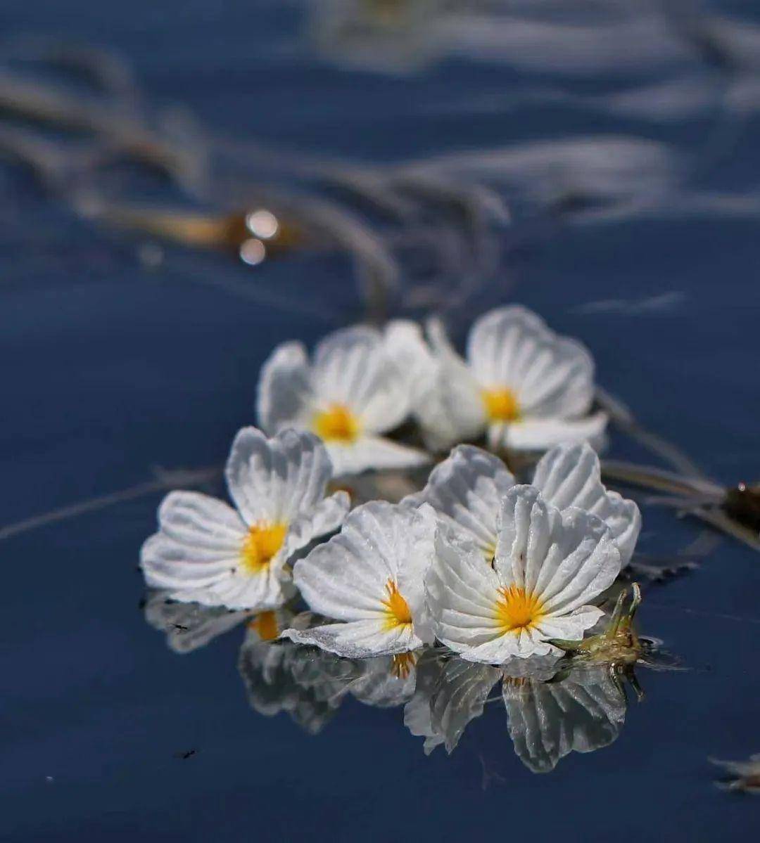 泸沽湖的海藻花正值盛花期!_猪槽_水面_码头