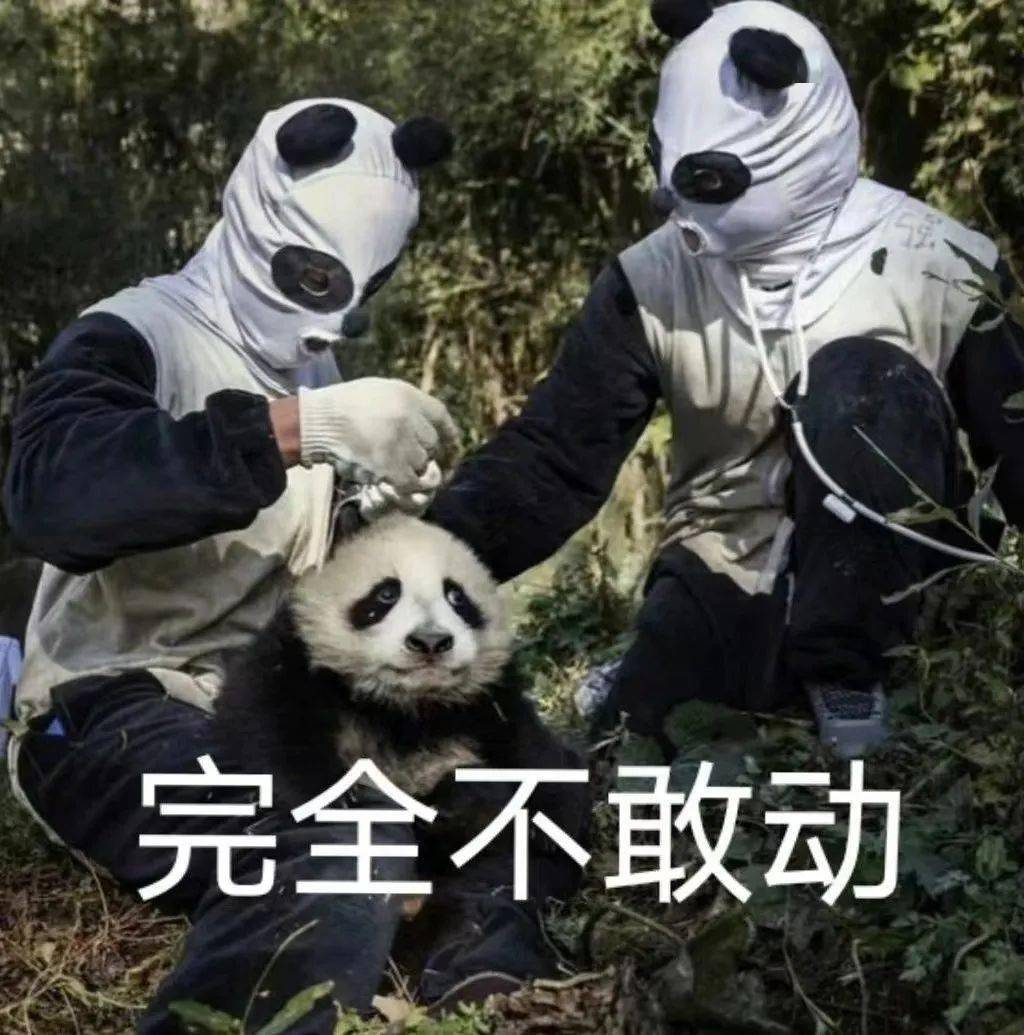 熊猫:我当时害怕极了_刘定_吉米_人类