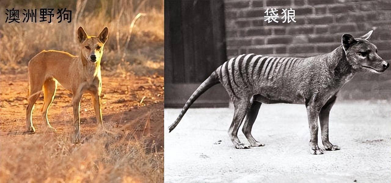 这次准备复活袋狼的合作双方是澳大利亚墨尔本大学与美国得克萨斯州的