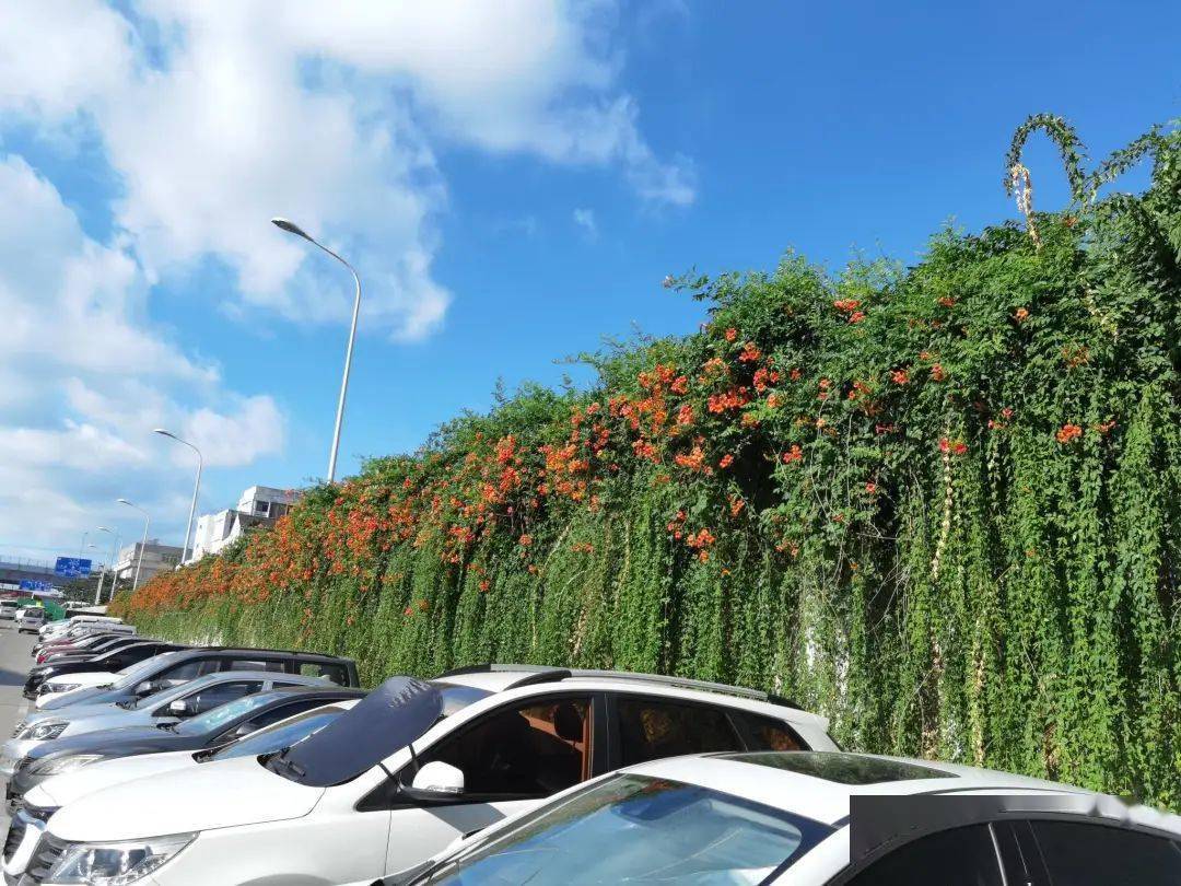 每到夏天，宁波这个停车场开满了瀑布般的凌霄花，也太美了..