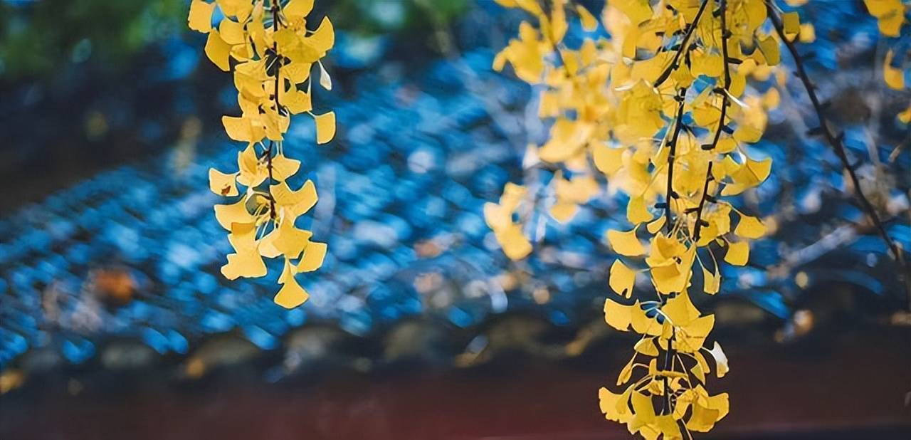 霸屏！寿县的两棵千年银杏，又到了一年最美的季节，错过再等一年