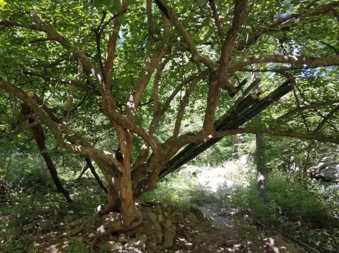 嵩县版"向往的生活",就藏在大山深处!_油路_白鹰河_山水