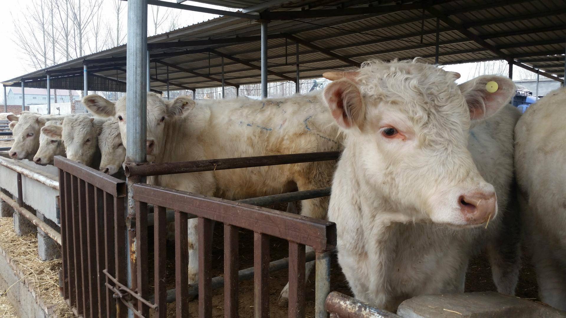 牛流口水是什么原因引起的?本文告诉你_牛在_口腔_情况