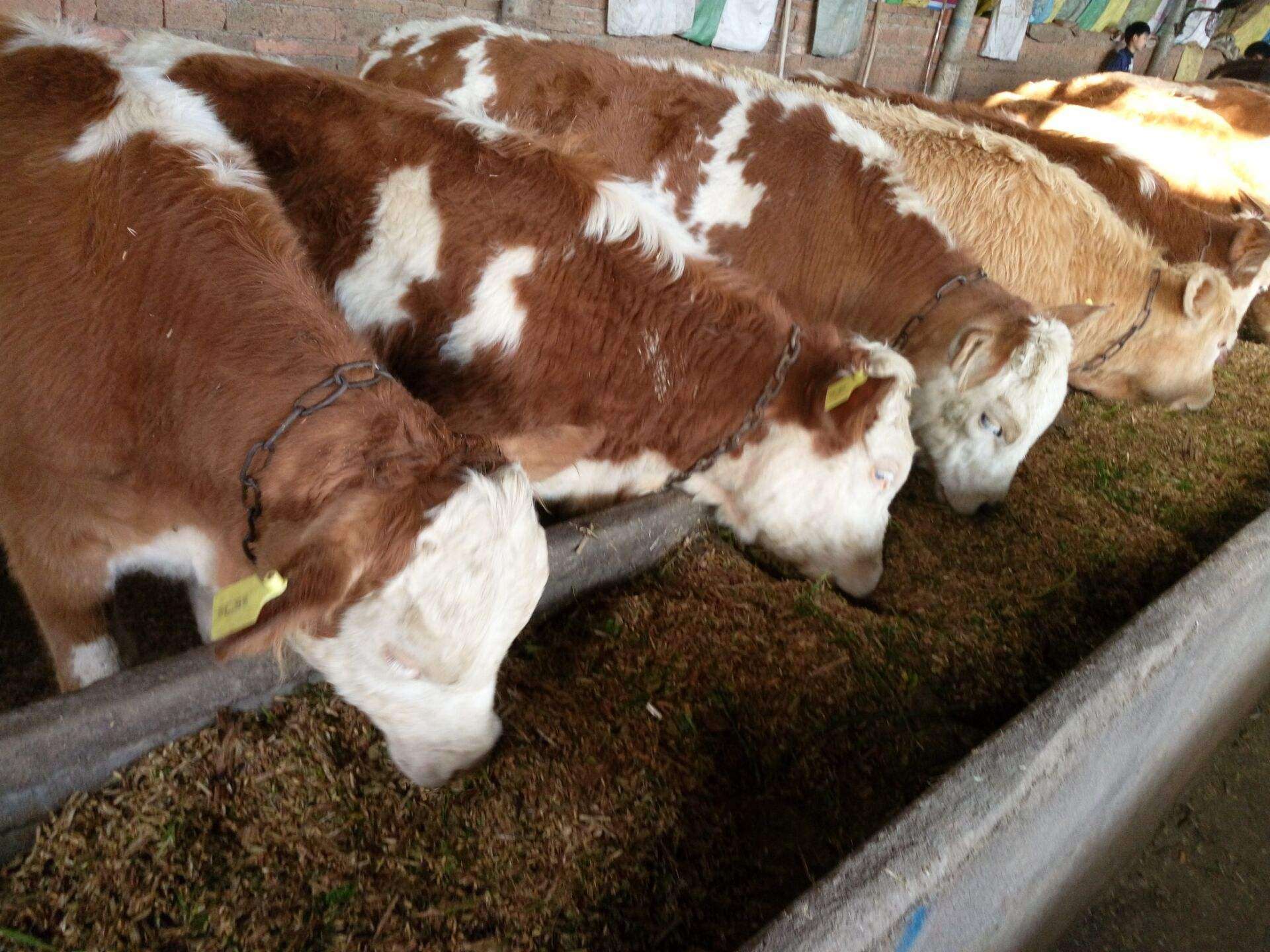 牛流口水是什么原因引起的?本文告诉你_牛在_口腔_情况