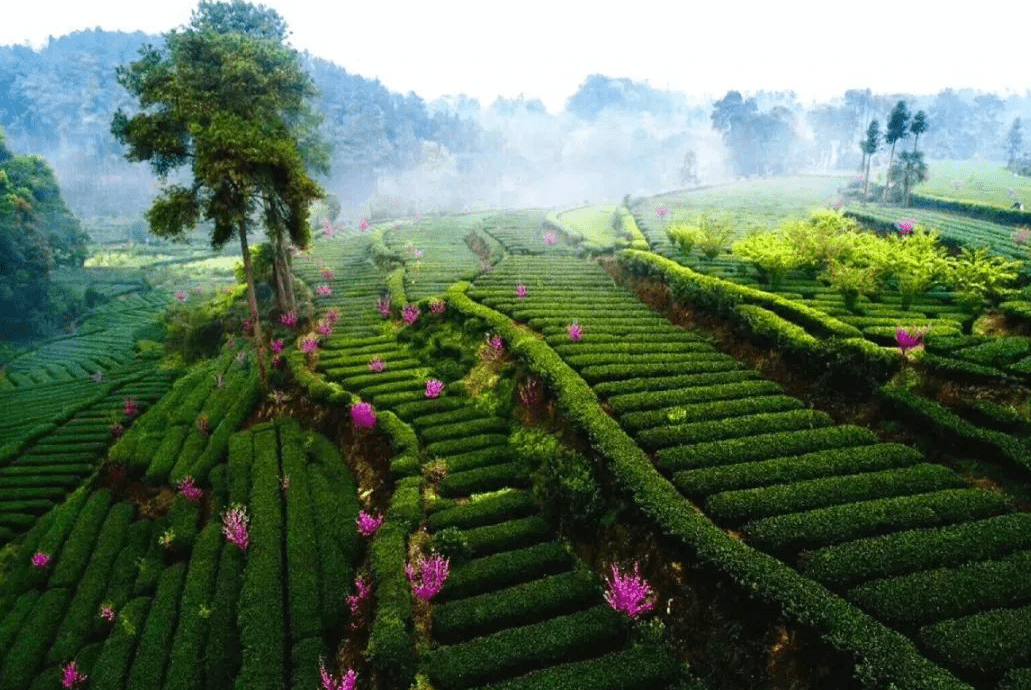 富氧巴蜀 宜居川渝# 【中国天然氧吧——蒲江】_大旅游_四川省_生态