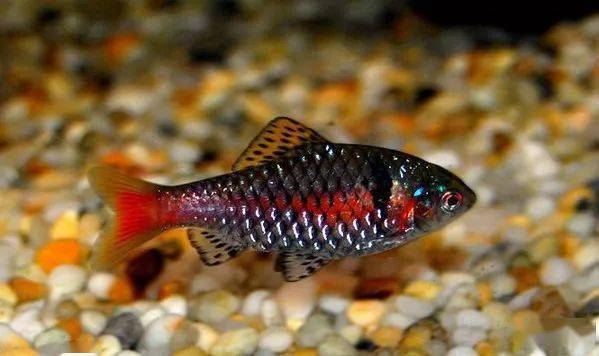 钻石彩虹鲫-美如钻石的冷门鱼在鱼市难觅踪影_水族_文章_奥德萨