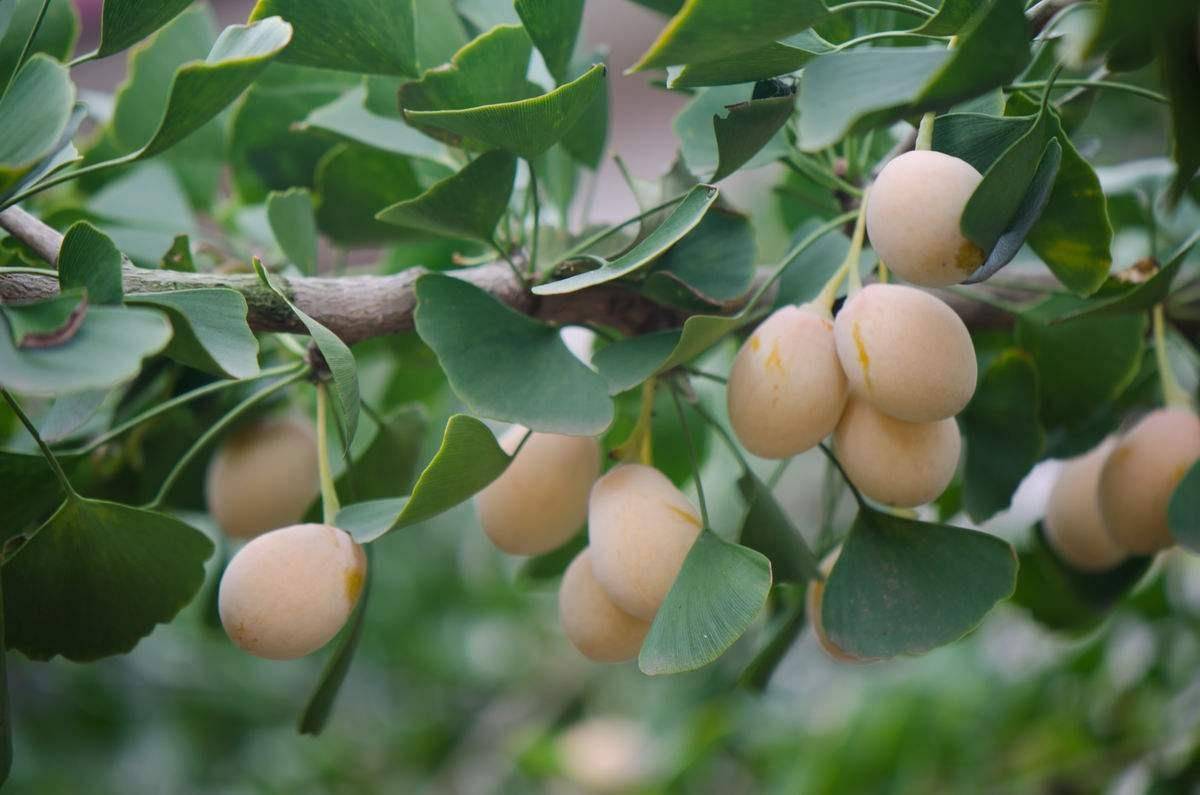 甲状腺结节哪个医生好_甲状腺结节方面的专家_甲状腺结节医生抖音