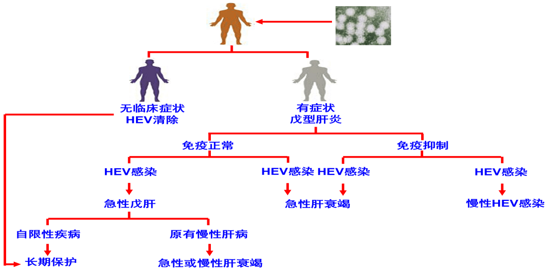 艾滋病的发病机制图解图片