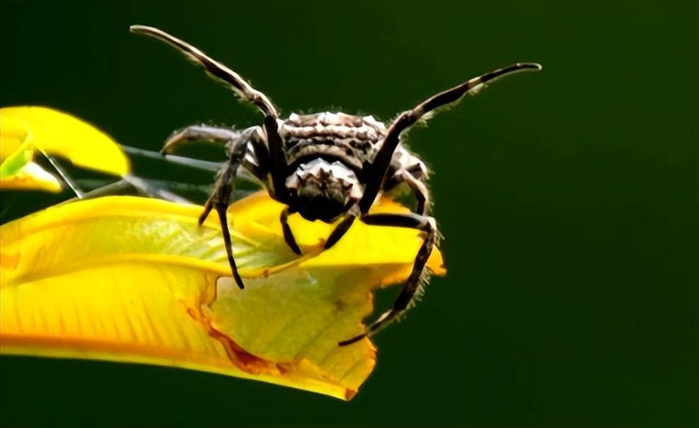 蜘蛛在森林河流的另一边,有这样一种捕食者,对于丛林抛给它的艰巨生