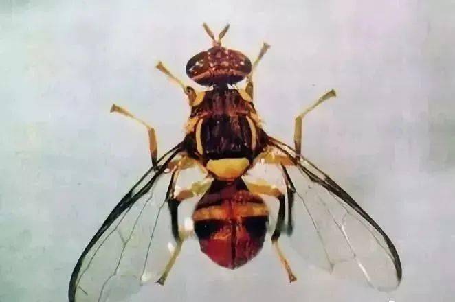柑橘小实蝇,又名东方小实蝇,果蛆,针蜂,目前主要危害广东,广西,湖南