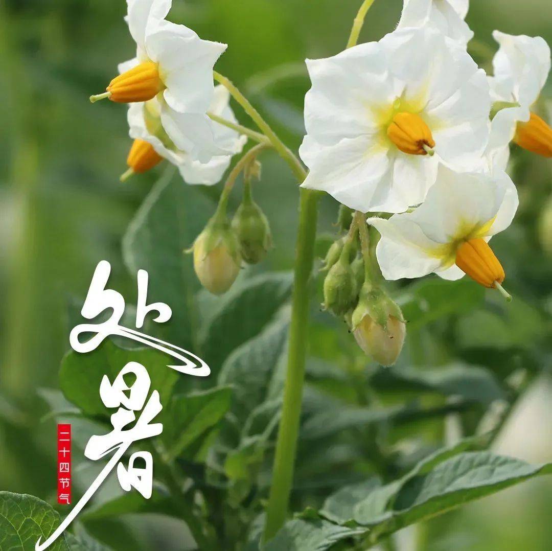 【融媒在线】 处暑，伏尽又一秋，万物皆所期_北大荒_时光_董红晶