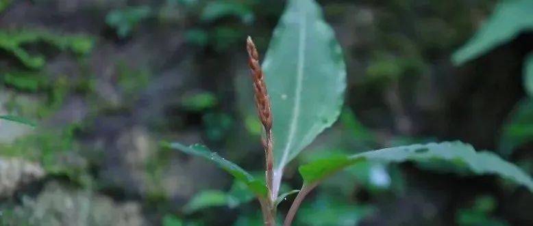 九连山保护区发现兰科植物江西新记录种—绒叶斑叶兰_多样性_生物_是一种