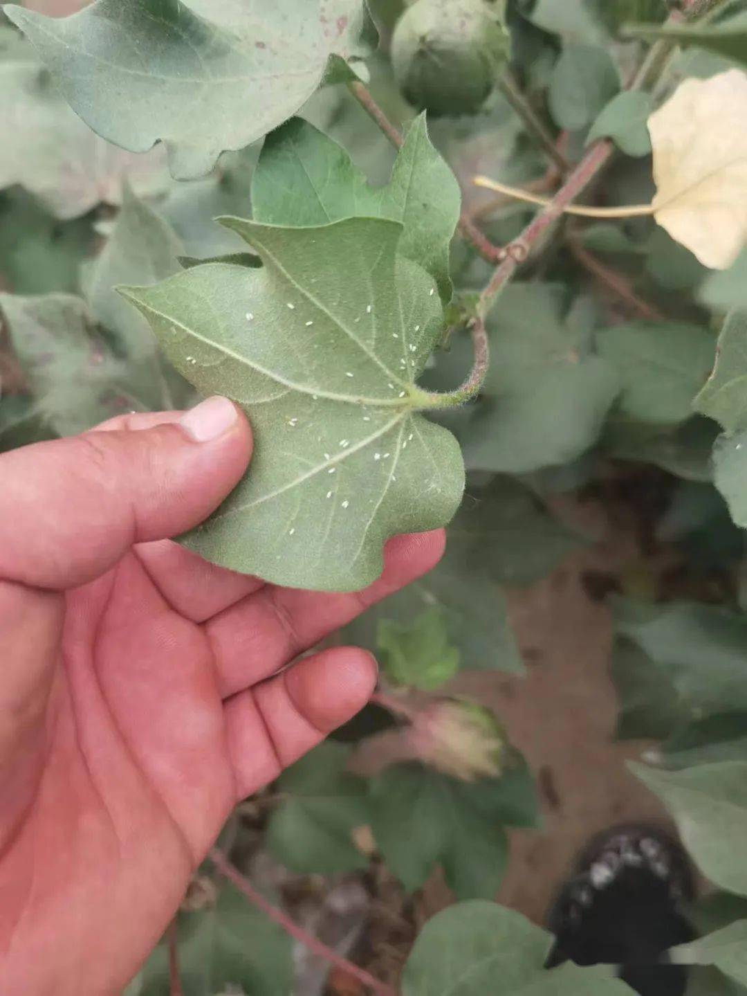 四,防治建议针对当前棉田的点片发生的棉叶螨和白粉虱,8月下旬的棉