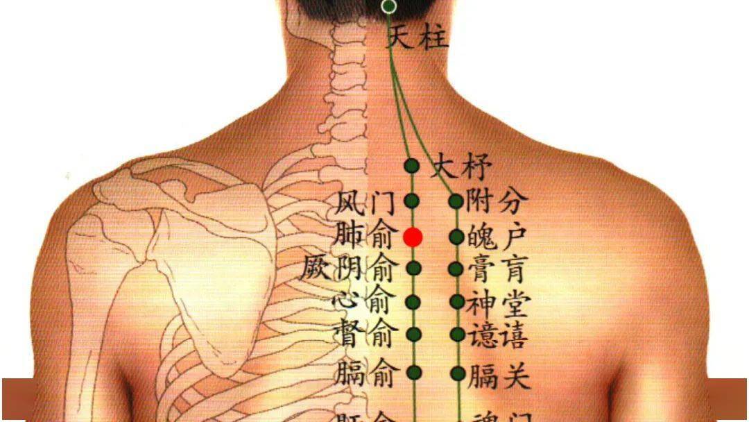 背部艾灸的位置图图片