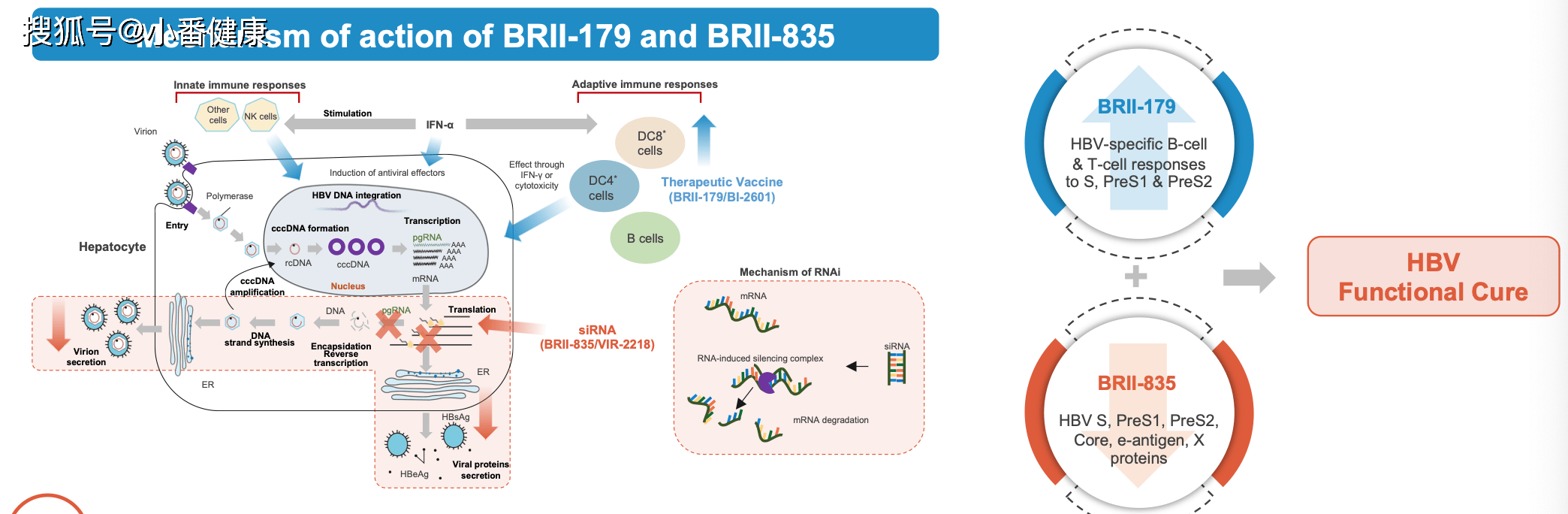 乙肝在研新药BRII-179，BRII-835及BRII-877，2022年即将到来进展_受试者_HBsAg_数据