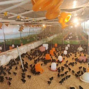 清镇市:肉鸡圈舍提升改造惠及养殖群众_生态_家禽_温度