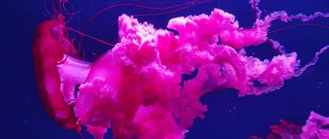 梦幻水母宫丨美丽的海洋舞者—水母_触手_口腕_海域