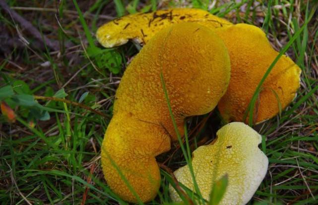 云南现罕见野生菌 色泽金黄形如虎掌_虎掌菌_丽江市_简南俊
