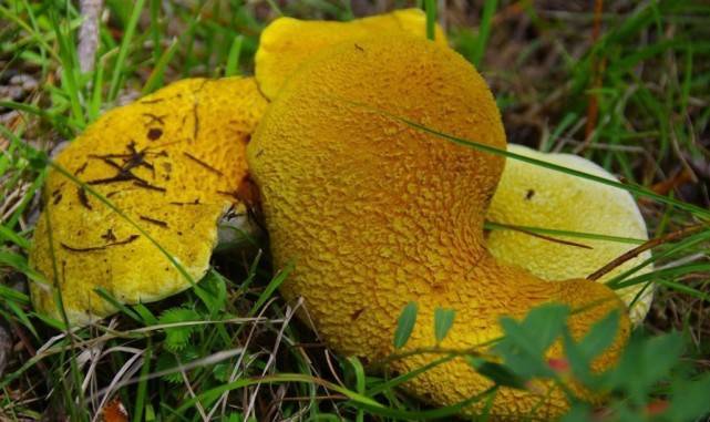 云南现罕见野生菌 色泽金黄形如虎掌_虎掌菌_丽江市_简南俊