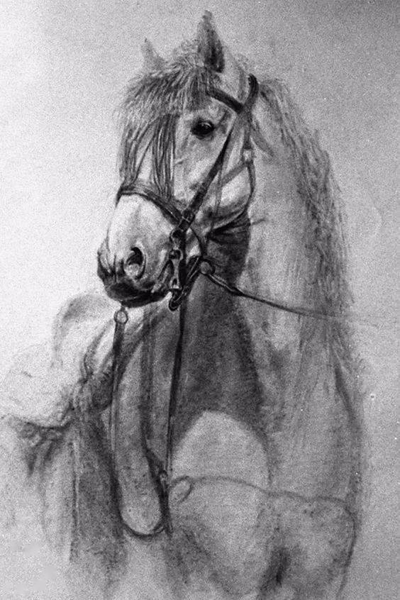 素描版的《动物世界》,万物复苏_在线_绘画_铅笔