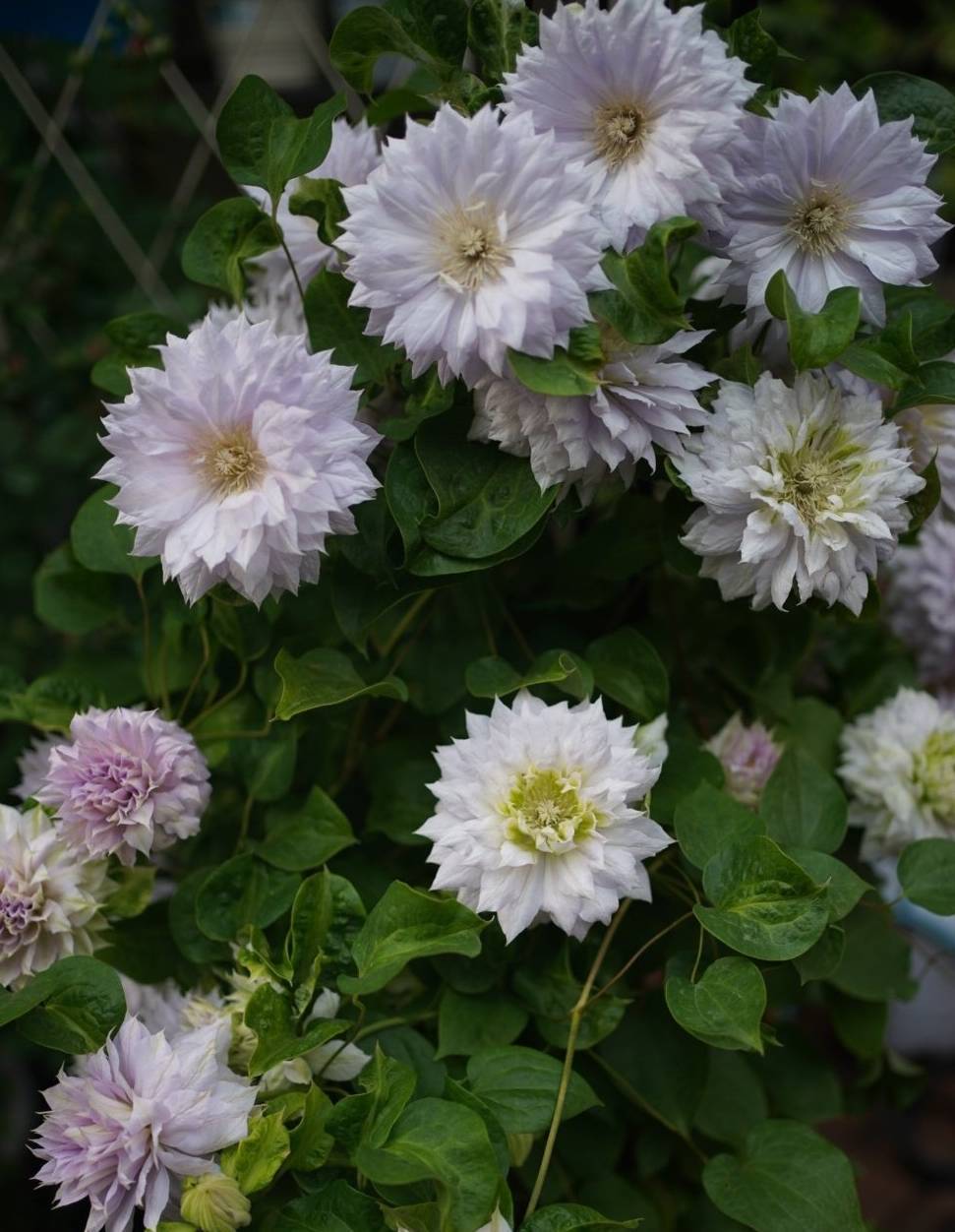 铁线莲"沃金美女"—花若牡丹,又仙又美,三季花开,阳台也能养