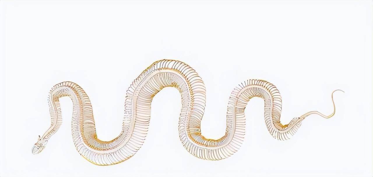 长达2米多 湖北一条眼镜蛇溜进鸡场偷蛋 还不时发出威吓声 酒坛 蛇头 都会