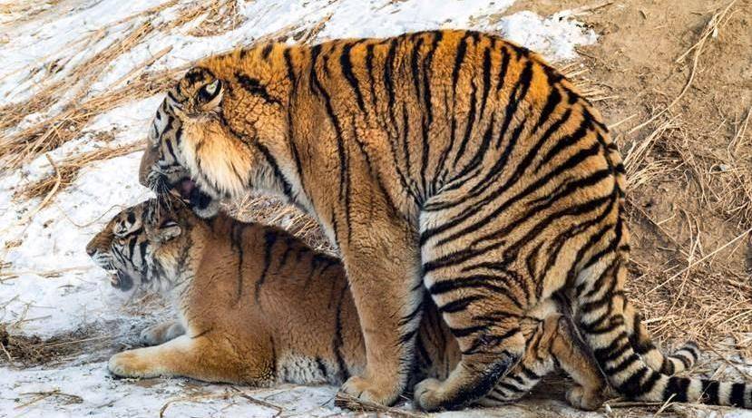 别看老虎凶猛威武,交配时间却不超过一分钟,网友:原来是快虎_狮子