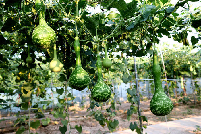 2022年,陕西葫芦大观园荣获第二批"西安市文化产业示范基地",旗下"木