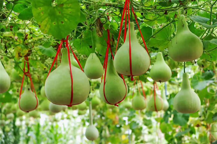 2022年,陕西葫芦大观园荣获第二批"西安市文化产业示范基地",旗下"木