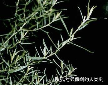植物界全系列 菊亚科 春黄菊族 三 黄花蒿 青蒿 茵陈蒿 地区