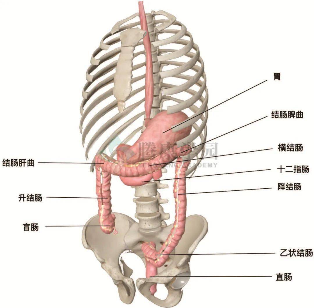 内脏与疼痛 结肠的解剖