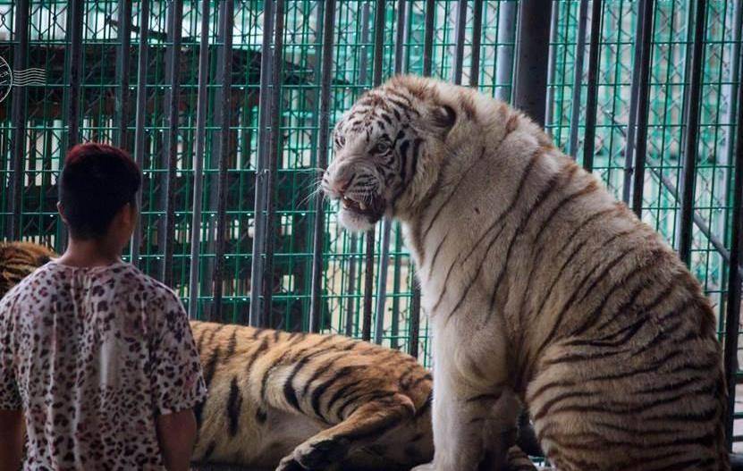 别看老虎凶猛威武,交配时间却不超过一分钟,网友:原来是快虎_狮子