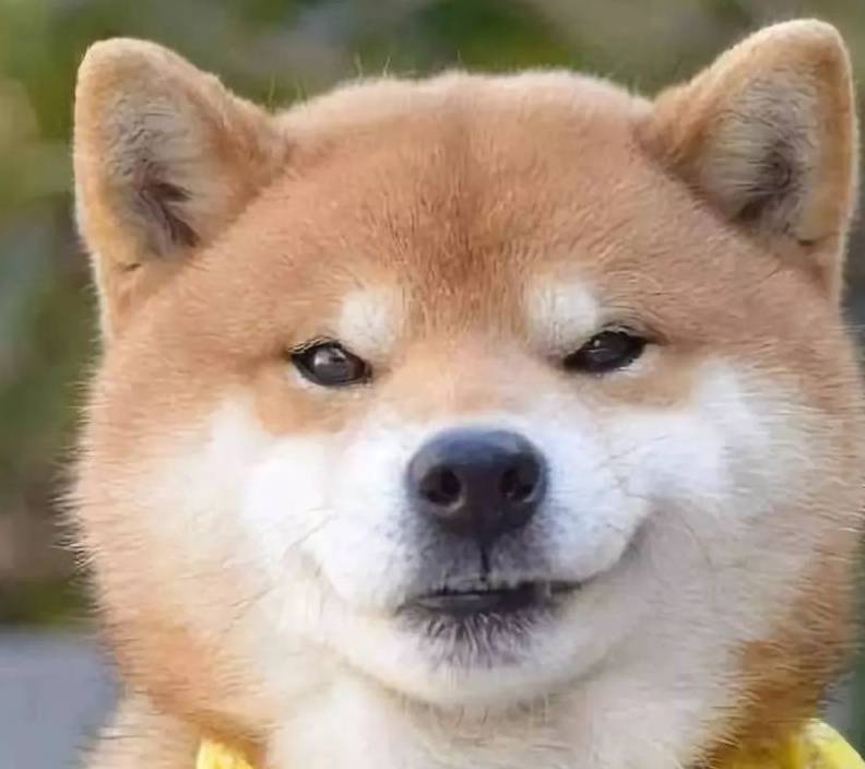 网友:想多了,它认为自己是个小祖宗_样子_按摩_那只狗