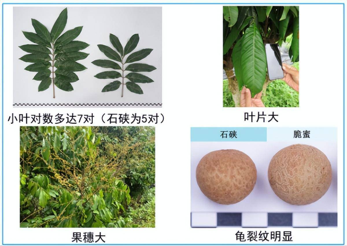 世界首个龙眼与荔枝杂交新品种在广州诞生
