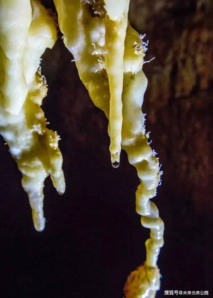 「鹅管石」洞中珠帘_洞顶_溶洞_方解石