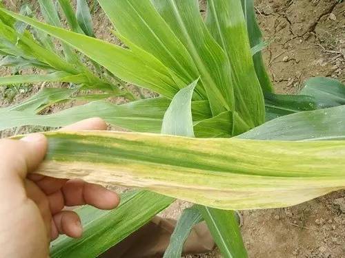 最全植物缺素症大全,赶紧收藏!