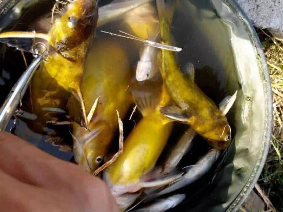 涨水野河钓黄颡,一次能钓好几斤_黄黄连_竿子_时间