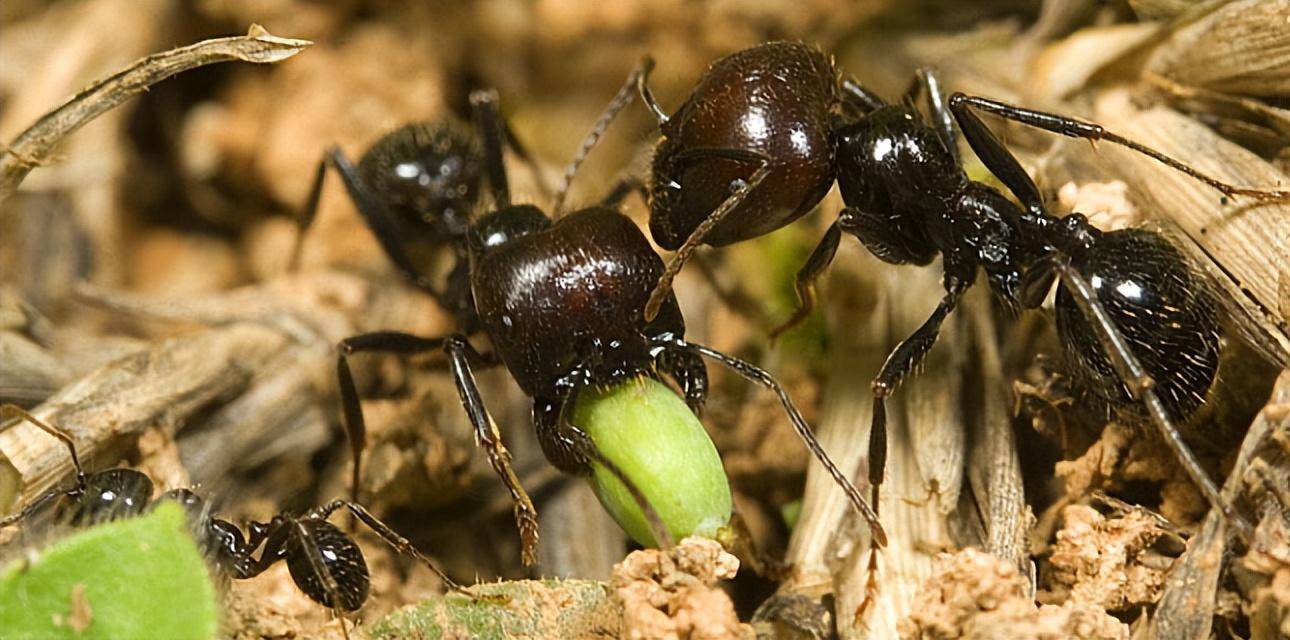 上海海关查获300只野蛮收获蚁,竟每只都单独分装,它有何危害?