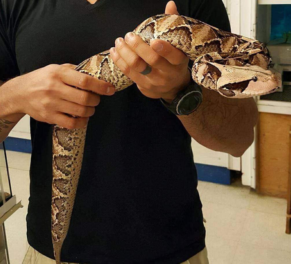 加蓬咝蝰毒性强,为什么在非洲从没有记录表明它们咬死过人?