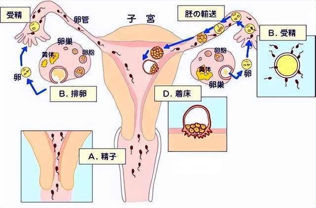 人体子宫位置示意图图片