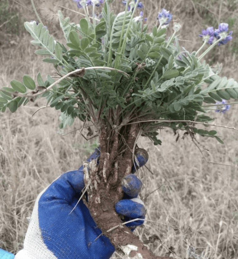 农田里挖1种"甜地丁",种在花盆里养6个月,价值翻倍,珍贵_植物_种植
